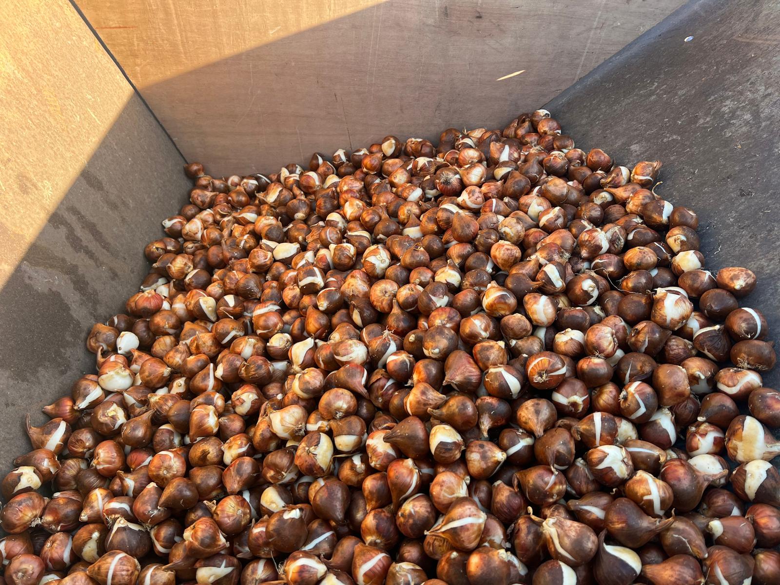 Plantation des Tulipes de l'Espoir