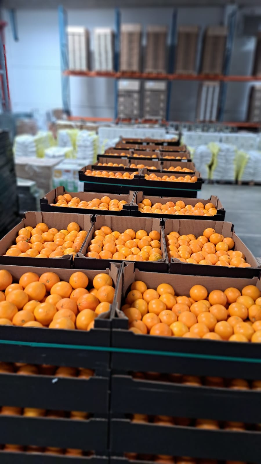 Opération Oranges 2025