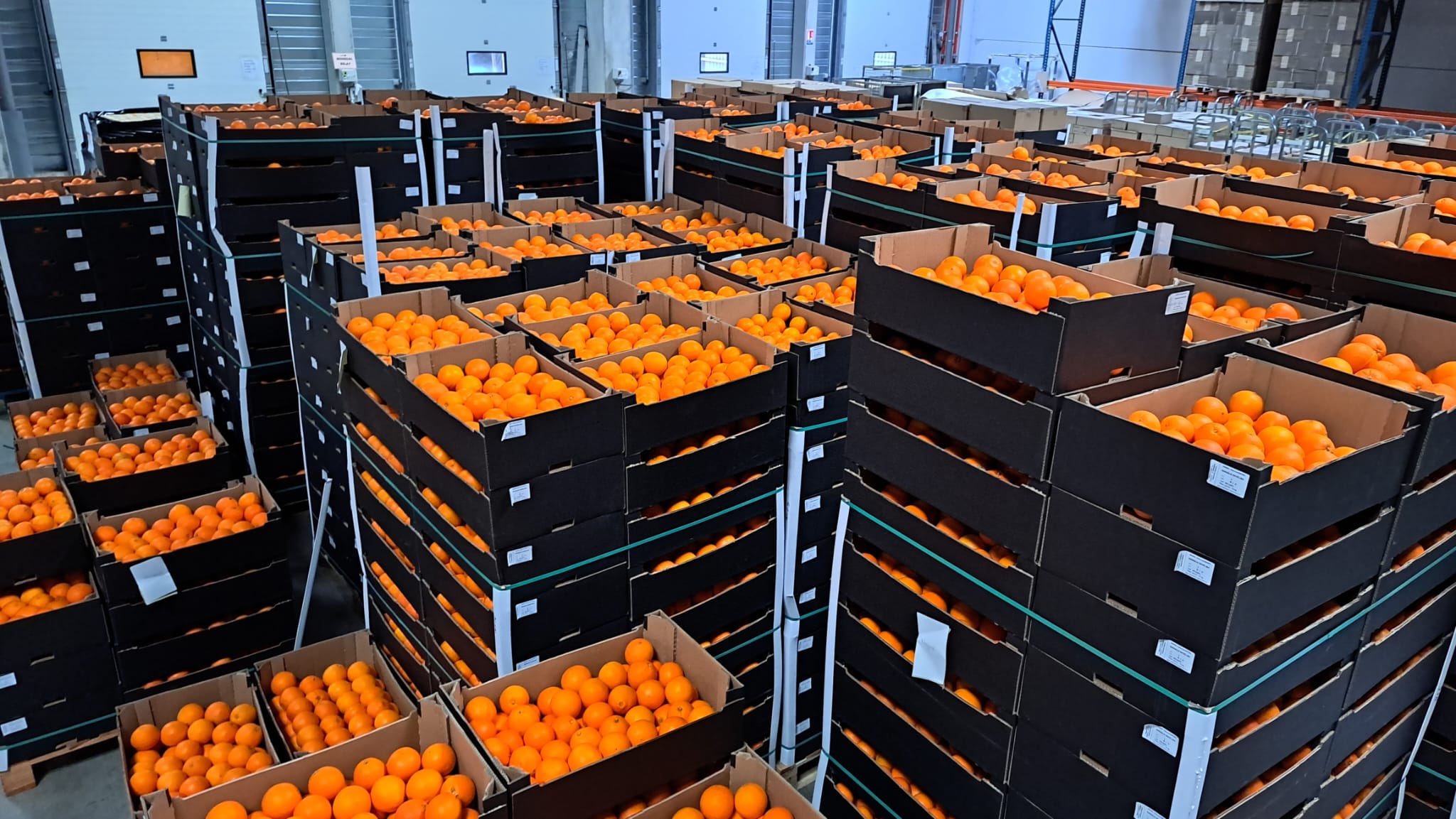 Opération Oranges 2025